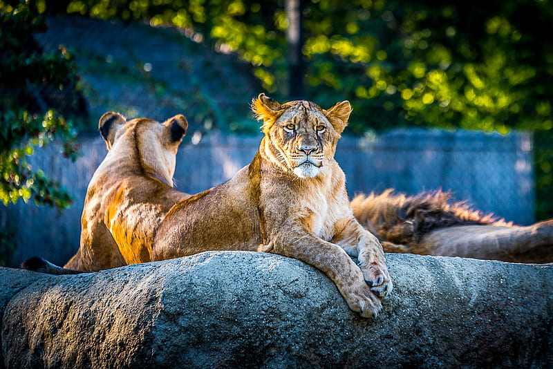 Lionesse Lion Predator Wild Animal, lion, animals, zoo, HD wallpaper |  Peakpx