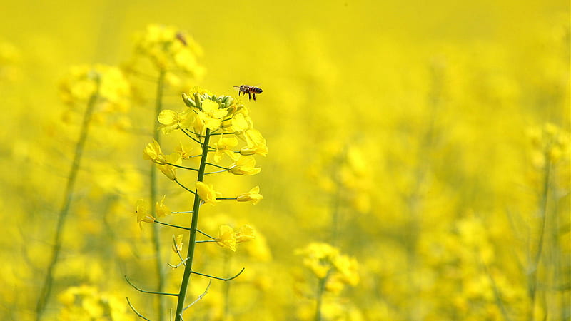 Getting the pollen, yellow, , flowers, pollen, graph, spring, wall, get, bee, fly, getting, colour, nature, field, HD wallpaper