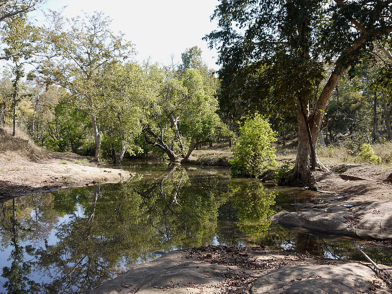 Satpura Creek, water, satpura, hot, india, reflection, trees, HD wallpaper