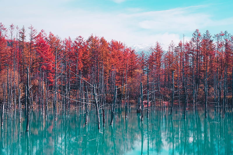 Autumn Lake Reflection Trees, autumn, lake, reflection, trees, HD wallpaper