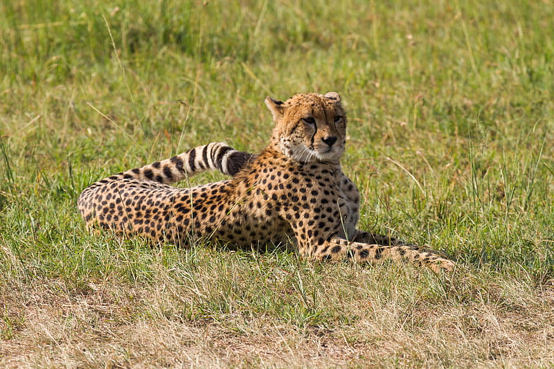 leopard, big cat, predator, grass, HD wallpaper