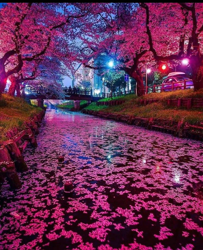 Cherry blossoms, garden, japan, HD phone wallpaper