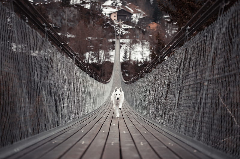 Dog Running Bridge , dog, animals, HD wallpaper