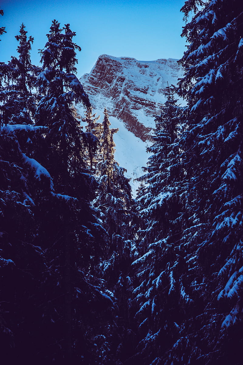 mountain, peak, snow, snowy, branches, HD phone wallpaper
