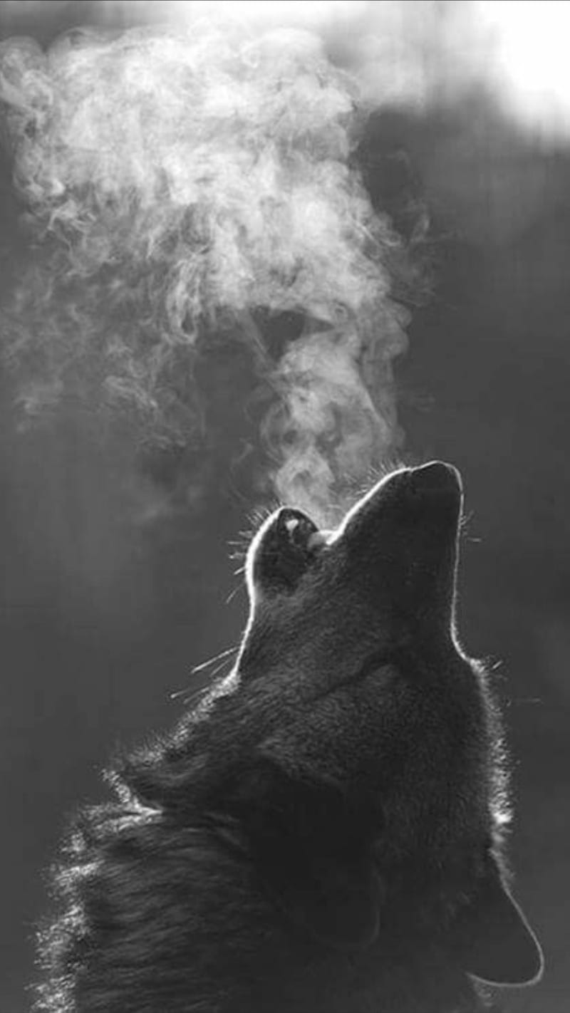 Lobo, luna, lobo, Fondo de pantalla de teléfono HD | Peakpx