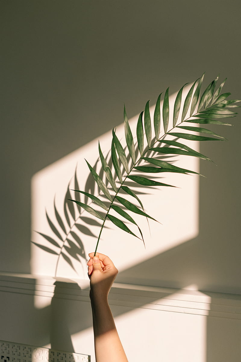 Green Plant on White Pot, HD phone wallpaper