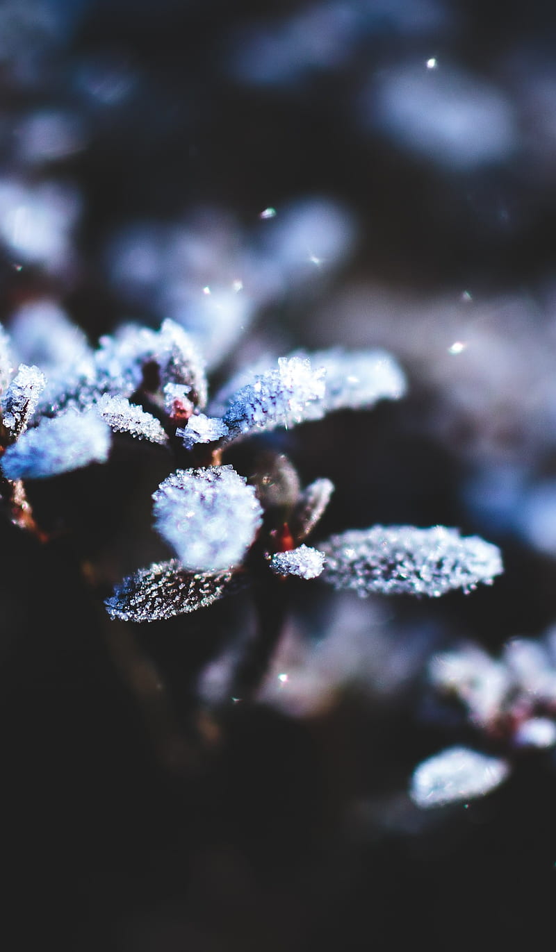 Frozen leaves, dark background, flowers, garden, moody, grapy, snow, winter, winter in garden, HD phone wallpaper