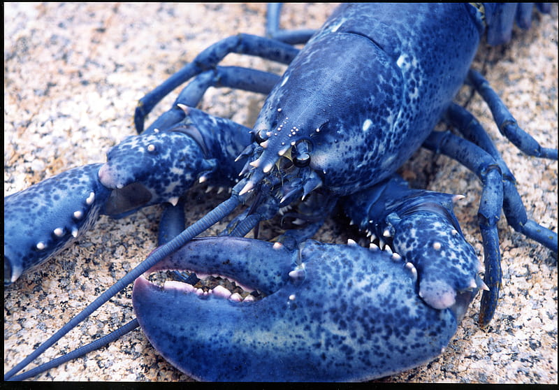 Blue Lobster, sea life, blue, animals, lobster, HD wallpaper