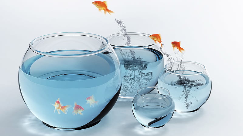 Follow the Leader, comical, water, fish, fish bowl, funny, gold fish, HD wallpaper