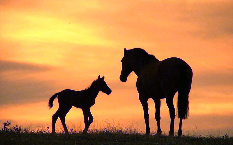 Caballo puesta de sol, bebé, caballo, madre, puesta de sol, Fondo de  pantalla HD | Peakpx