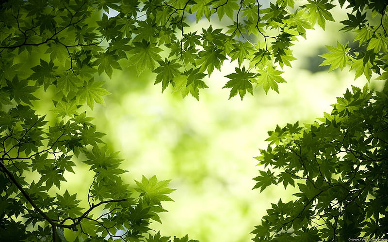 Green Maple Leaves-Windows 10, HD wallpaper