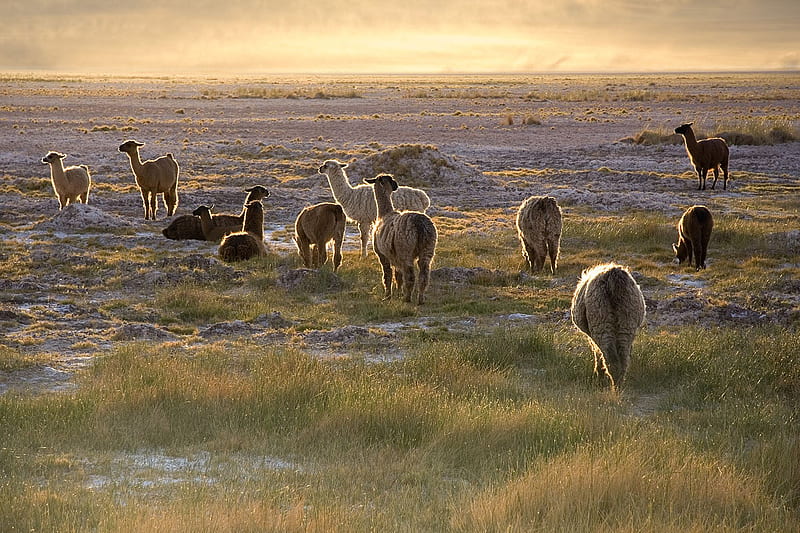 Lamas in Chile valley, chile, lama, nature, sunset, animal, HD wallpaper