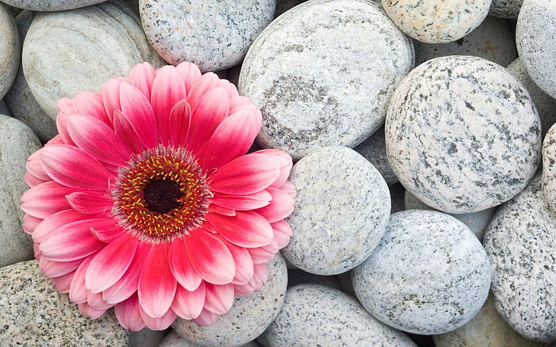 Flower on the Rocks, rocks, orange, gray, bonito, cenario, graphy, nice, stones, pistils, gerbera, flowers, beauty, pink, amazing, , view, cena, black, abstract, daisies, cool, awesome, nature, petals, white, scene, daisy, natural, HD wallpaper
