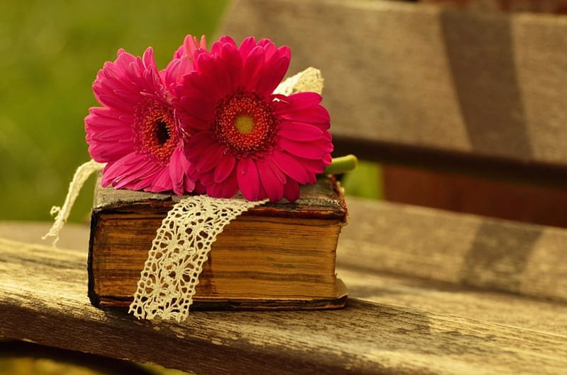 Biblia y gerbera, vida, todavía, flor, gerbera, biblia, Fondo de pantalla  HD | Peakpx