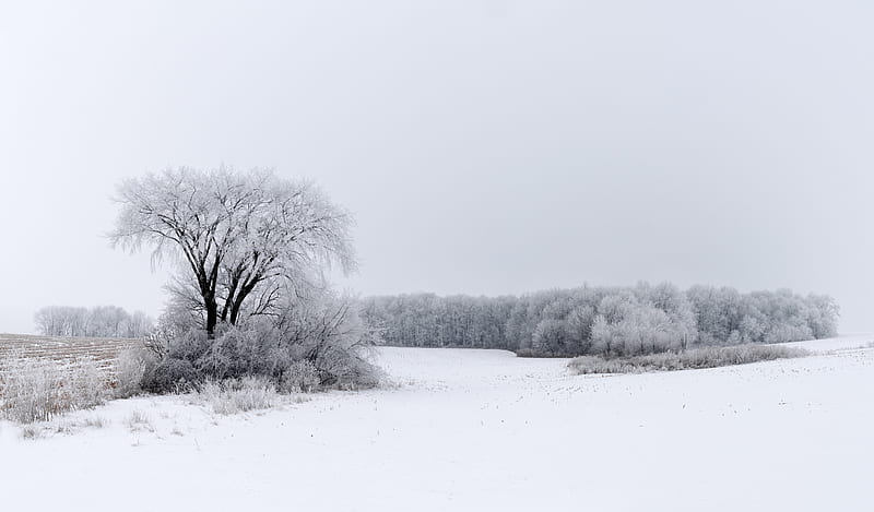 tree, bushes, field, snow, winter, HD wallpaper