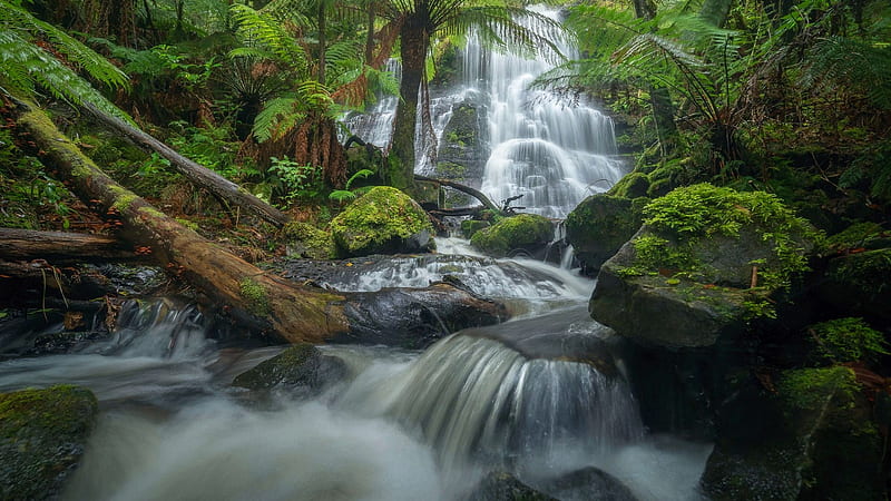 Henderson Falls, Great Otway NP, Victoria, Australia, trees, cascades, river, rocks, stones, HD wallpaper