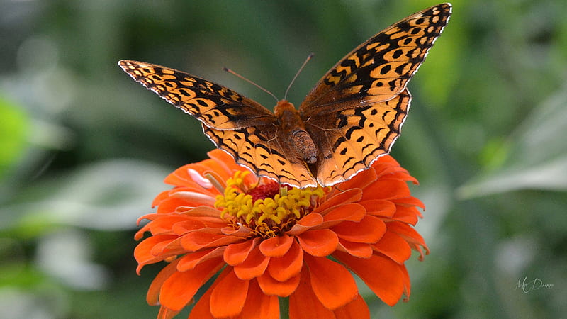 Butterfly on Bright, chrysanthemum, spring, butterfly, bright, summer, blossoms, flower, garden, blooms, Firefox Persona theme, HD wallpaper