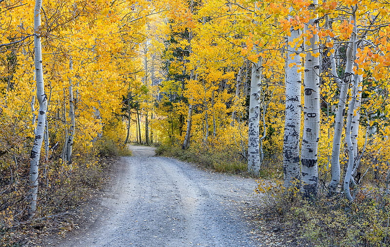 Man Made, Path, Birch, Fall, Forest, Road, HD wallpaper
