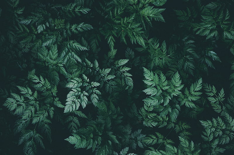 leaves, green, dark, plant, HD wallpaper