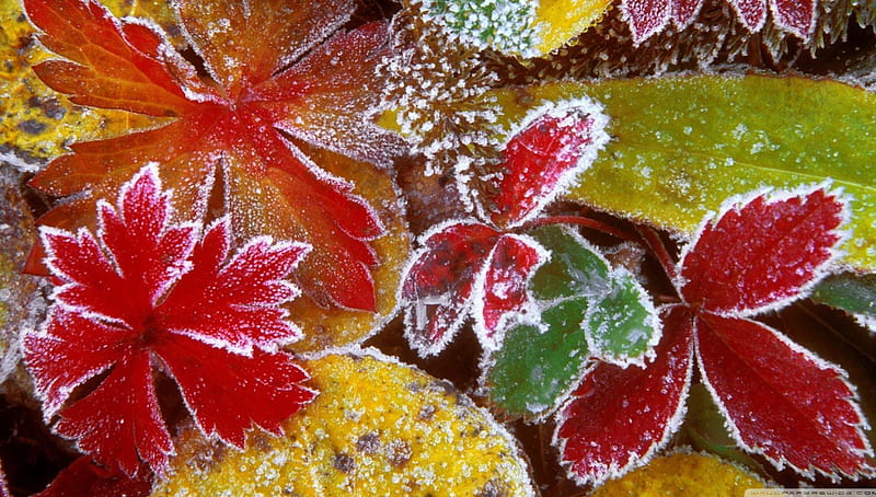 Frosty leaves, fall, autumn, abstract, winter, cold, leaf, leaves, graphy, snow, ice, nature, colours, frost, HD wallpaper