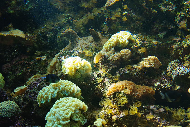 corals, algae, water, underwater world, HD wallpaper