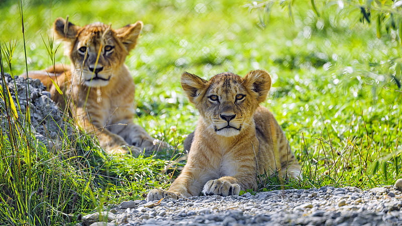 lion, lion cub, cub, predator, grass, HD wallpaper