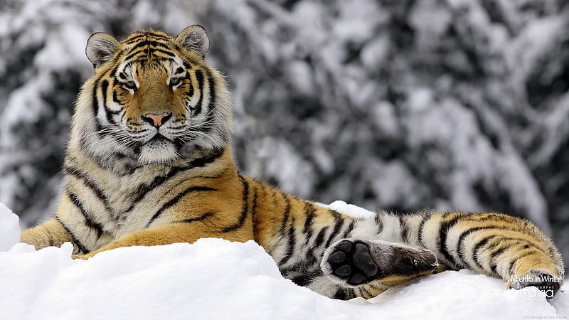 Winter snow tiger-Animal World Series, HD wallpaper