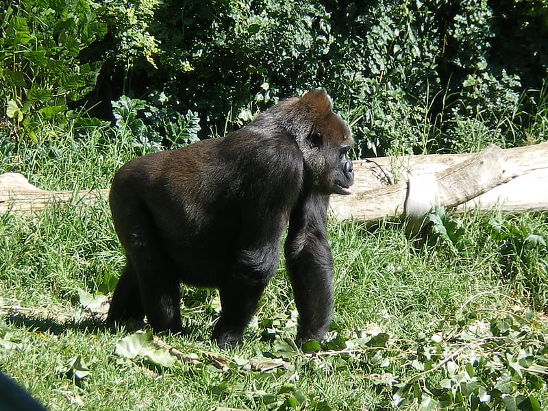 Gorilla, black, big, hairy, HD wallpaper