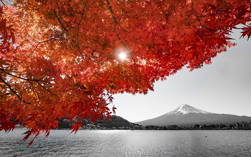 Fuji, volcano, japan, autumn, orange leaves, mountains, HD wallpaper
