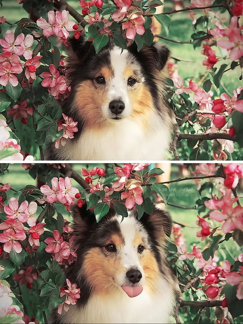 dog, humor, flowers, animals, mammals, HD phone wallpaper