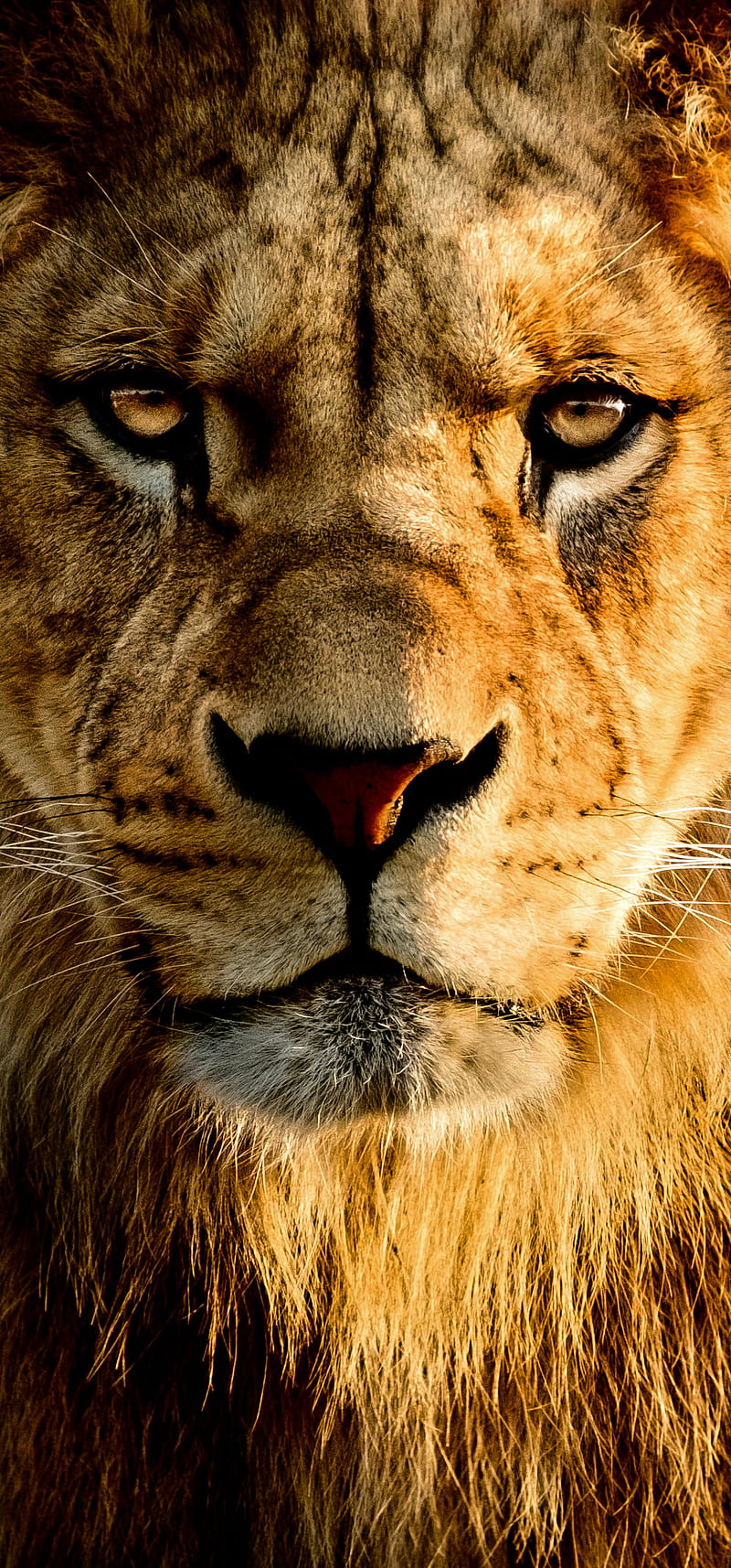León, animal, animales, gato grande, gato, rey, leones, Fondo de pantalla  de teléfono HD | Peakpx