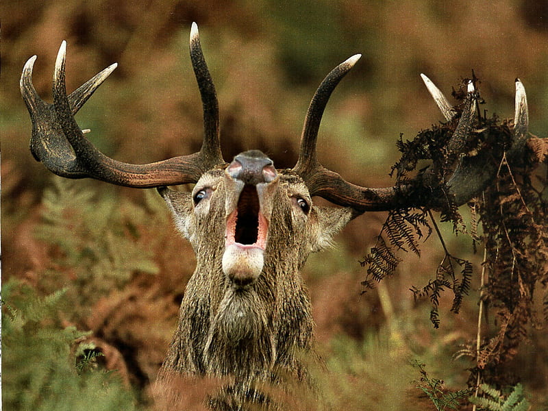 Red Deer Buck 1, jorge sierra, deer, animal, rut, graphy, wildlife, sierra, red deer, HD wallpaper