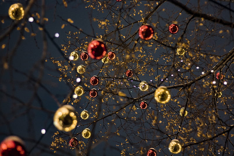 Lights, christmas, christmas nignt, christmas tree, tree, HD wallpaper