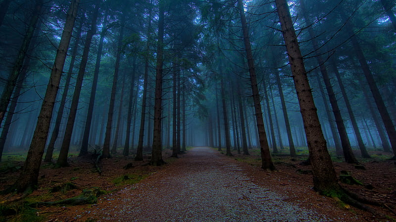 Secretos del bosque, bosque, grafía, belleza, naturaleza, árboles, Fondo de pantalla  HD | Peakpx