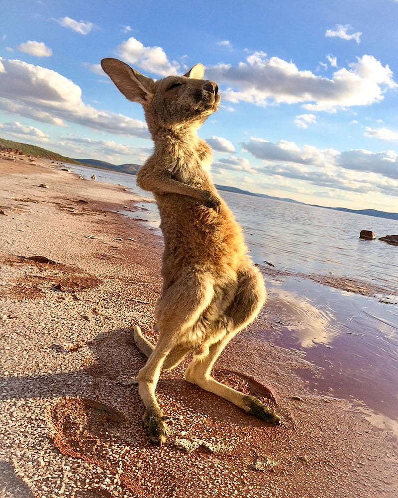 Kangaroo, cute, HD phone wallpaper
