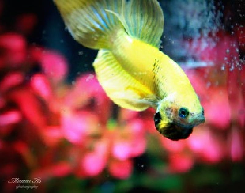 Yellow Betta Fish, fighting, fish, aquatic, betta, HD wallpaper