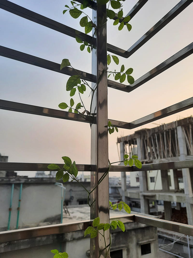 Tree growing, bangladesh, building, city, dhaka, growing, mega city, plant, sun, sunset, tree, HD phone wallpaper