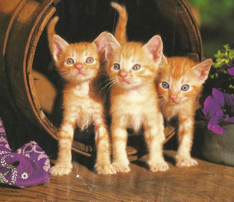 Three kittens in a barrel, cute, paws, kittens, grange, barrel, HD wallpaper