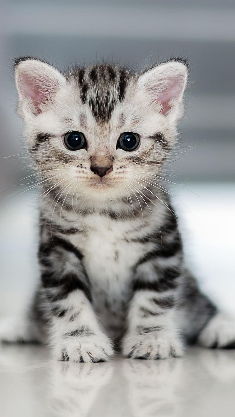 Cute Baby Animals, Black And White Kitten, cat, animal, cat family, cute,  HD phone wallpaper | Peakpx