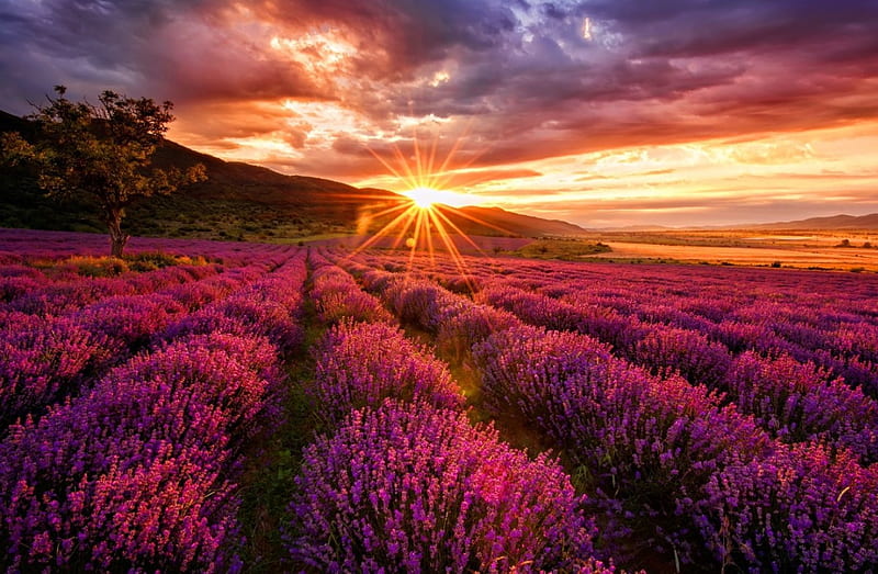 Lavender sunset, glow, sunlight, bonito, sunset, sky, rays, summer, sunshine, lavenser, field, HD wallpaper