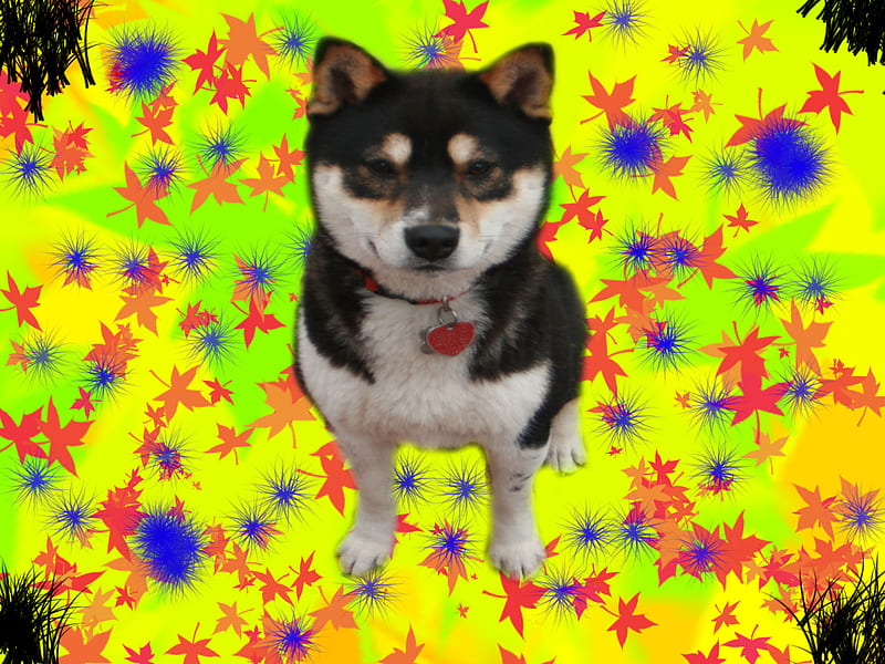 boo, shiba perro, HD wallpaper