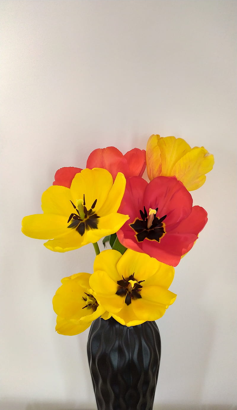 Tulips, bouquet, flower, flowers, gul, lale, red, tulip, tulipe, yellow, HD phone wallpaper