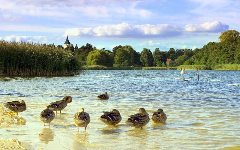 A Place to quack, germany, duck, sperenberg, berlin spree, ducks, HD wallpaper