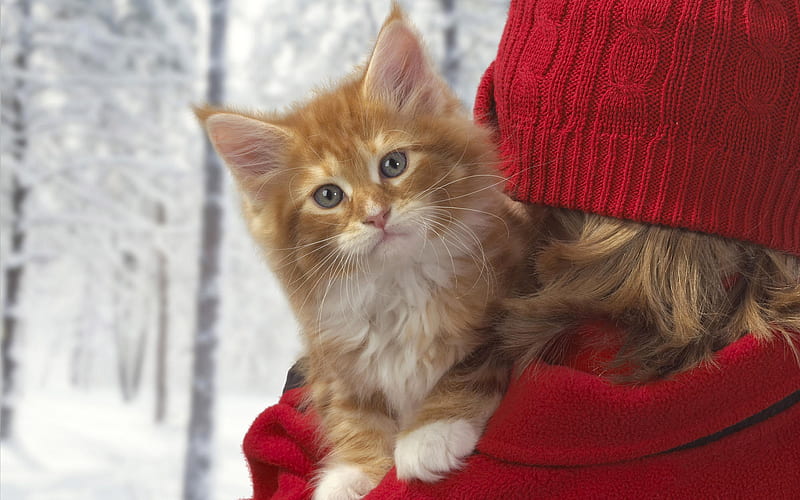 Christmas cat for Carmen, red clouth, nice, sitting on sholder, girl, cat, winter, red tiger, HD wallpaper