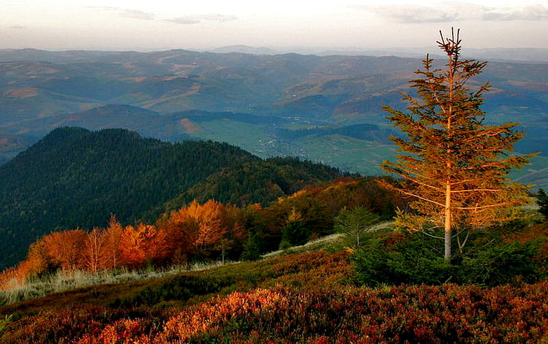 Carpathians, nice view, autumn, tree, mountains, HD wallpaper