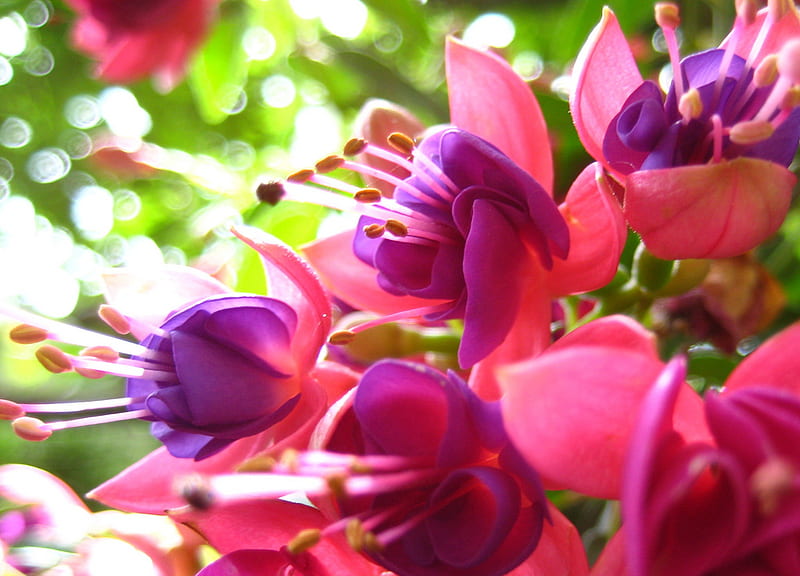 Fuschia in the Sun, bokeh, purple, green, flowers, fuschia, pink, HD wallpaper
