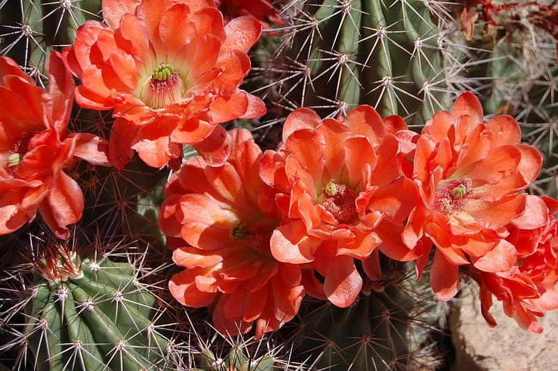 Cactus In Bloom, desert, orange, flower, delicate, fragile, HD wallpaper