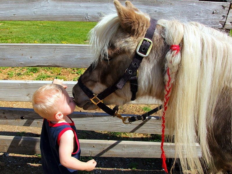 A MAN AND HIS HORSE, children, ponies, horses, tenderness, shetland ponies, love, kisses, sweetness, kids, adoration, HD wallpaper