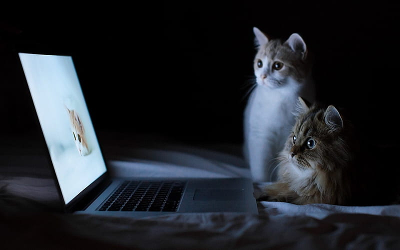 Kitty Internet, Kitty, Laptop, Computer, Cat, HD wallpaper