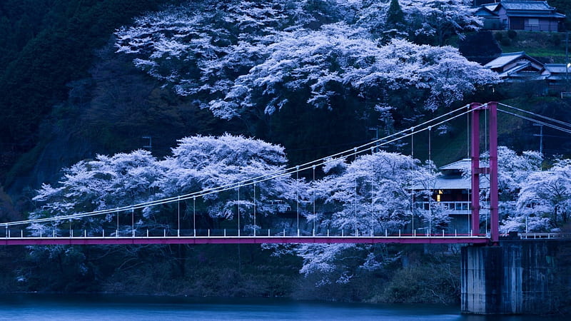purple bridge in japan at dusk, bridge, mountains, houses, blossoms, dusk, river, trees, HD wallpaper